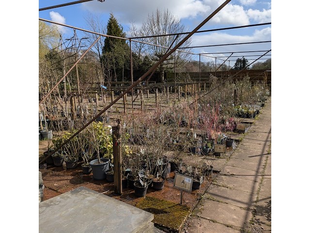Partij planten en bomen in pot - afbeelding 1 van  62