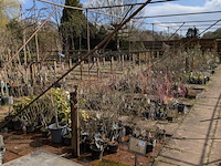 Partij planten en bomen in pot - afbeelding 1 van  62