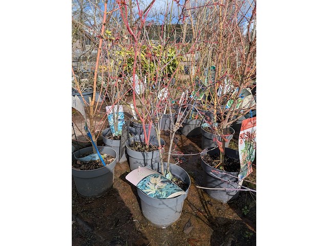 Partij planten en bomen in pot - afbeelding 13 van  62