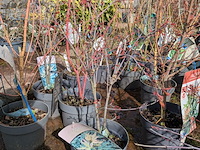 Partij planten en bomen in pot - afbeelding 13 van  62