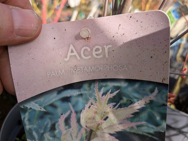 Partij planten en bomen in pot - afbeelding 14 van  62