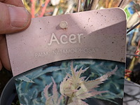 Partij planten en bomen in pot - afbeelding 14 van  62