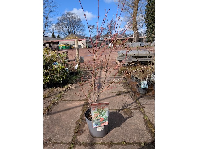 Partij planten en bomen in pot - afbeelding 15 van  62