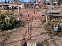 Partij planten en bomen in pot - afbeelding 15 van  62