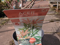 Partij planten en bomen in pot - afbeelding 16 van  62