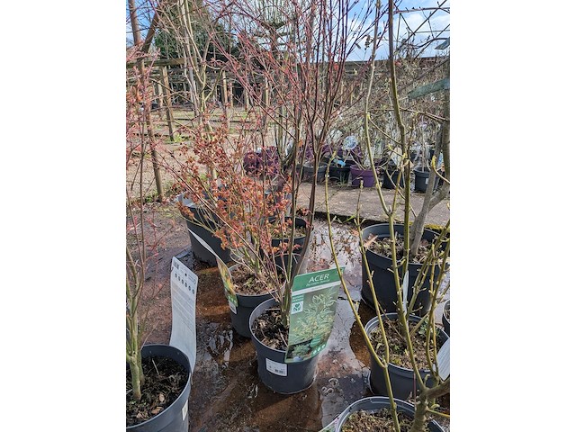 Partij planten en bomen in pot - afbeelding 17 van  62