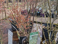 Partij planten en bomen in pot - afbeelding 17 van  62