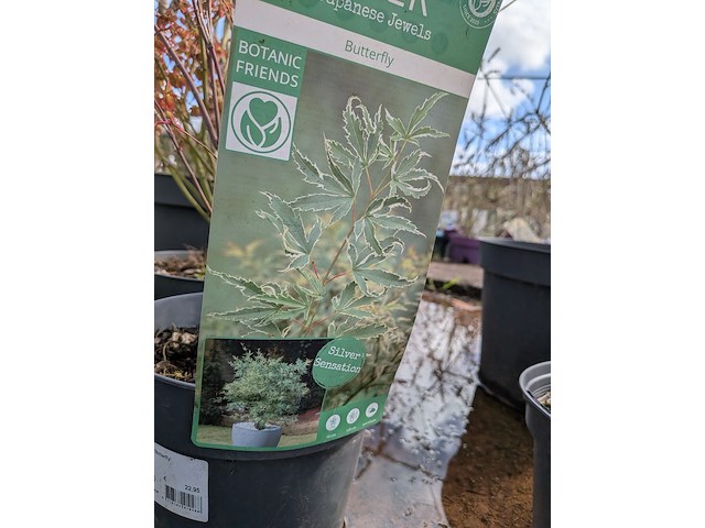 Partij planten en bomen in pot - afbeelding 18 van  62