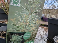 Partij planten en bomen in pot - afbeelding 18 van  62