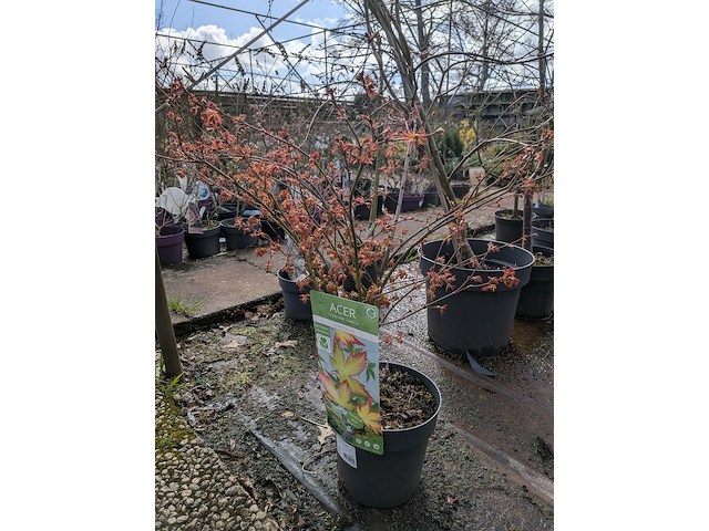 Partij planten en bomen in pot - afbeelding 19 van  62