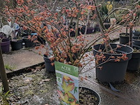 Partij planten en bomen in pot - afbeelding 19 van  62