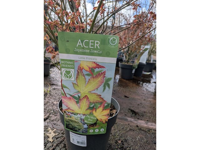 Partij planten en bomen in pot - afbeelding 20 van  62