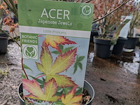 Partij planten en bomen in pot - afbeelding 20 van  62