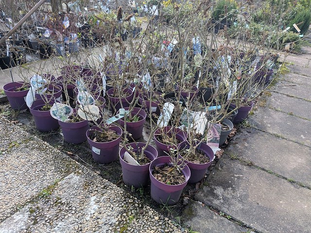 Partij planten en bomen in pot - afbeelding 21 van  62