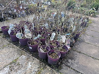 Partij planten en bomen in pot - afbeelding 21 van  62