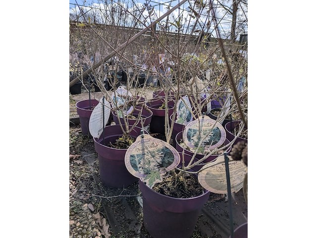 Partij planten en bomen in pot - afbeelding 22 van  62