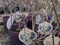 Partij planten en bomen in pot - afbeelding 22 van  62