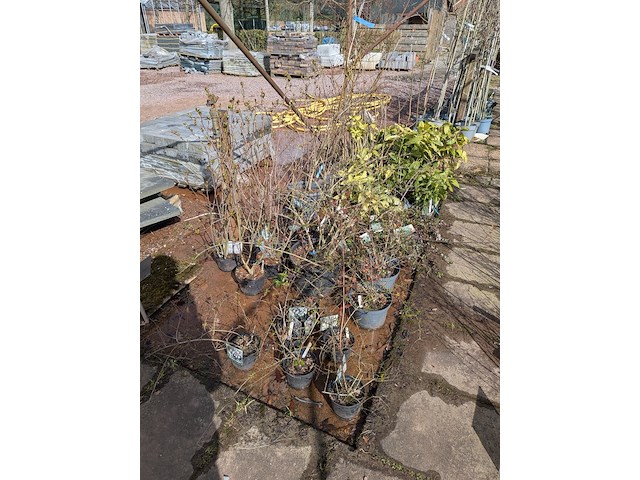 Partij planten en bomen in pot - afbeelding 12 van  62