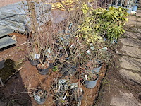 Partij planten en bomen in pot - afbeelding 12 van  62