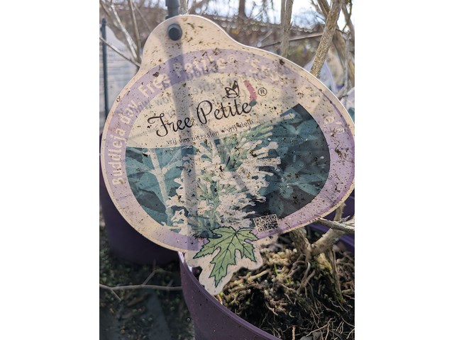 Partij planten en bomen in pot - afbeelding 24 van  62