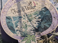 Partij planten en bomen in pot - afbeelding 24 van  62