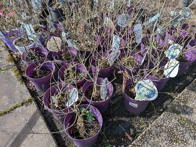 Partij planten en bomen in pot - afbeelding 25 van  62
