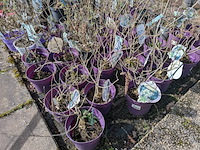 Partij planten en bomen in pot - afbeelding 25 van  62