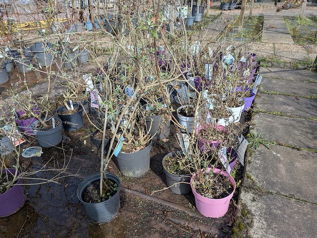 Partij planten en bomen in pot - afbeelding 26 van  62