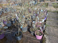 Partij planten en bomen in pot - afbeelding 26 van  62