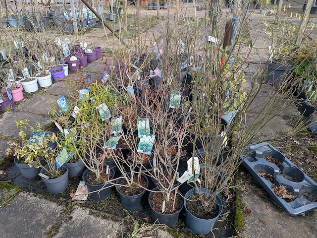 Partij planten en bomen in pot - afbeelding 27 van  62