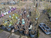 Partij planten en bomen in pot - afbeelding 27 van  62