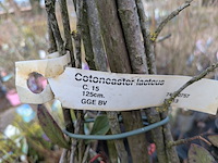 Partij planten en bomen in pot - afbeelding 28 van  62