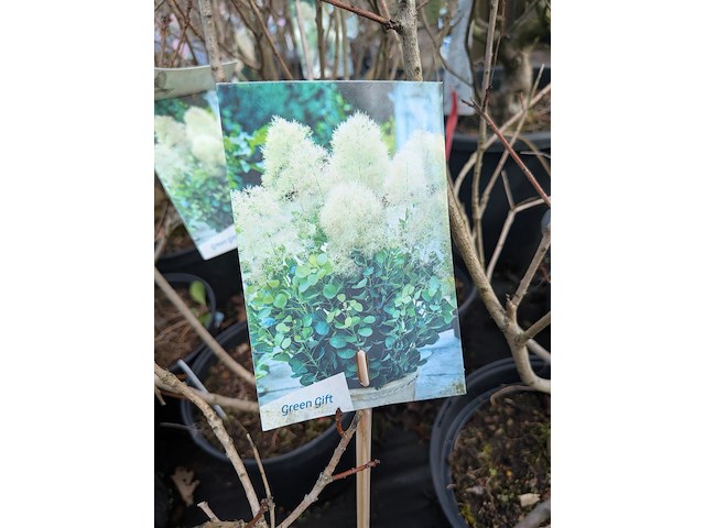 Partij planten en bomen in pot - afbeelding 29 van  62