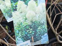 Partij planten en bomen in pot - afbeelding 29 van  62