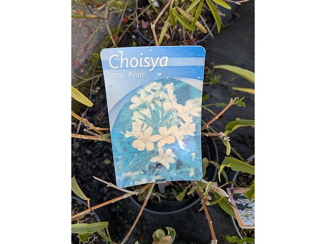 Partij planten en bomen in pot - afbeelding 30 van  62