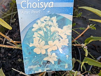 Partij planten en bomen in pot - afbeelding 30 van  62