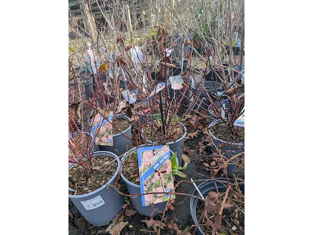 Partij planten en bomen in pot - afbeelding 31 van  62