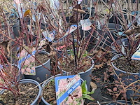 Partij planten en bomen in pot - afbeelding 31 van  62