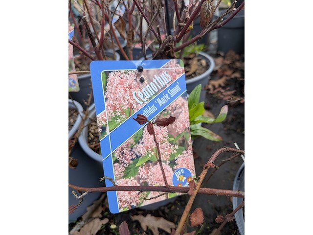 Partij planten en bomen in pot - afbeelding 32 van  62