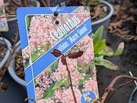 Partij planten en bomen in pot - afbeelding 32 van  62