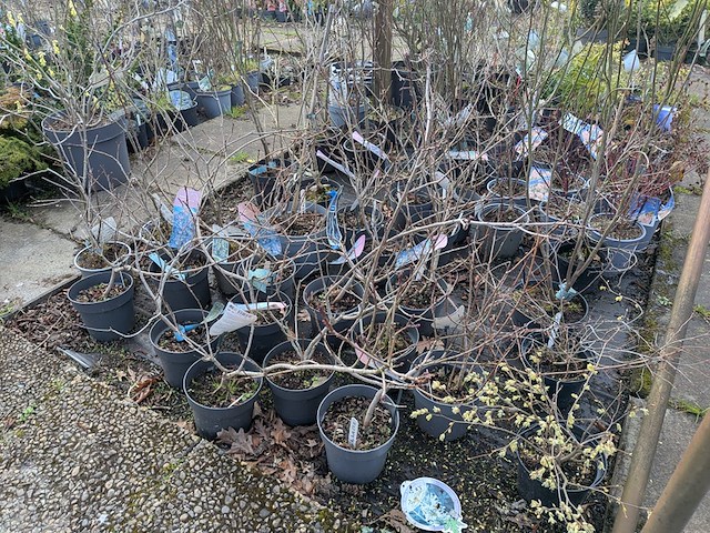 Partij planten en bomen in pot - afbeelding 33 van  62
