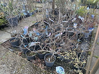 Partij planten en bomen in pot - afbeelding 33 van  62