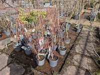 Partij planten en bomen in pot - afbeelding 23 van  62