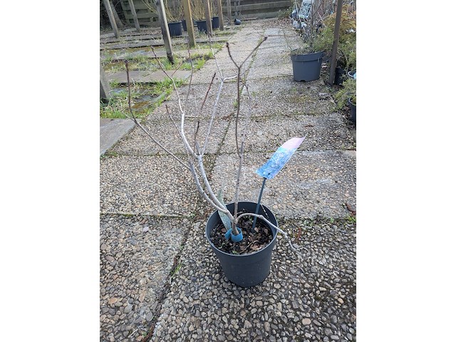 Partij planten en bomen in pot - afbeelding 35 van  62