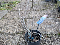 Partij planten en bomen in pot - afbeelding 35 van  62