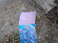 Partij planten en bomen in pot - afbeelding 36 van  62