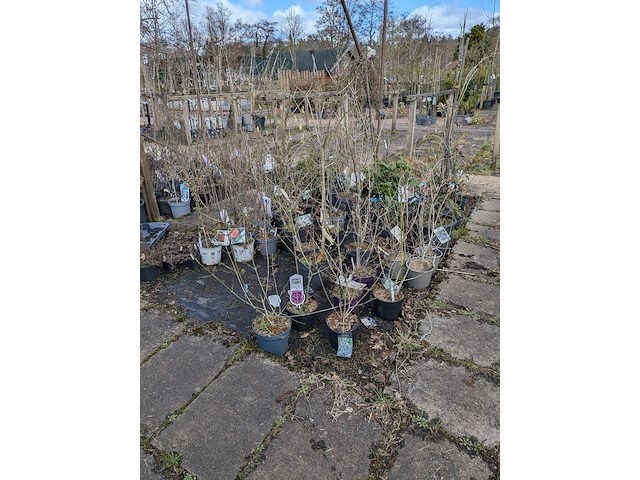 Partij planten en bomen in pot - afbeelding 37 van  62