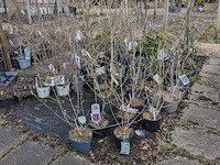 Partij planten en bomen in pot - afbeelding 37 van  62