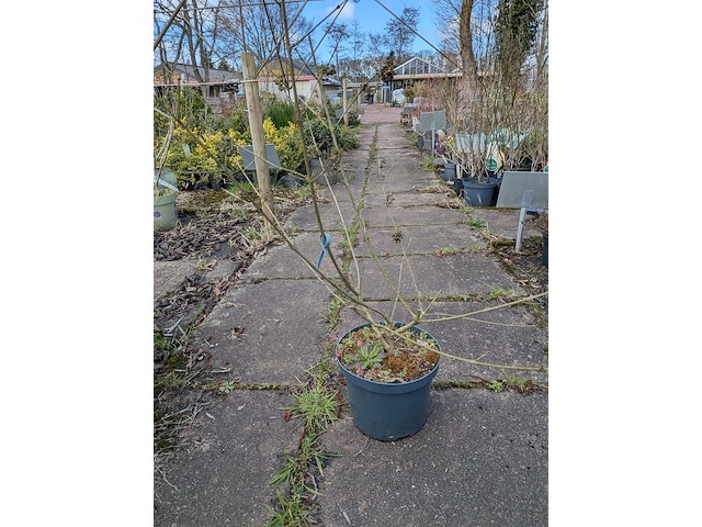 Partij planten en bomen in pot - afbeelding 38 van  62