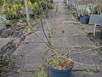 Partij planten en bomen in pot - afbeelding 38 van  62